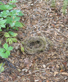 Nest näher