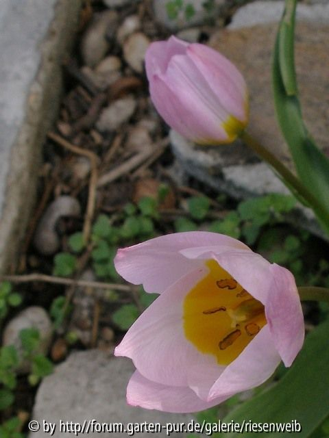 tulipa bakeri lilac wonder