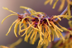 Hamamelis Orange Beauty 3
