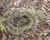 Nest noch näher