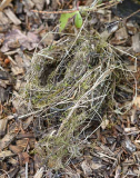Nest seitlich