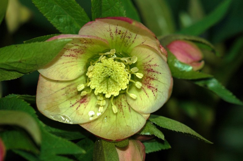Helleborus 1