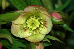 Helleborus 1