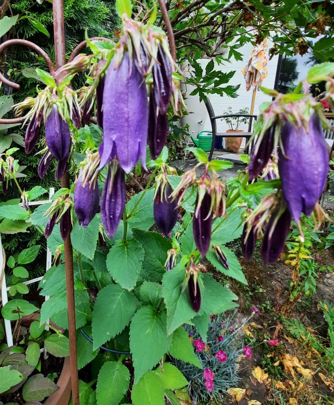Campanula x punctato Sarastro Juni