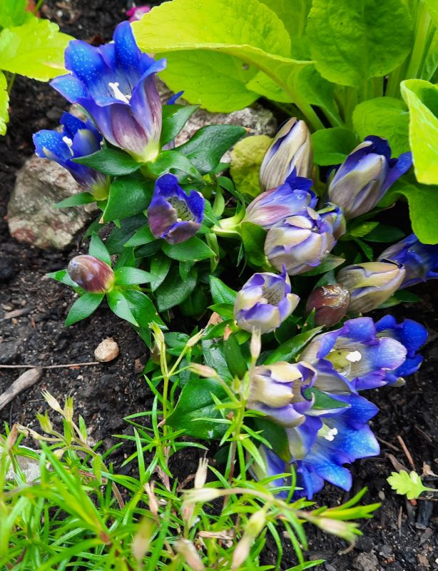 Blau blau ist der ....................
