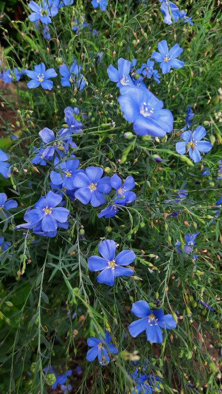 Linum perrenem im Juni
