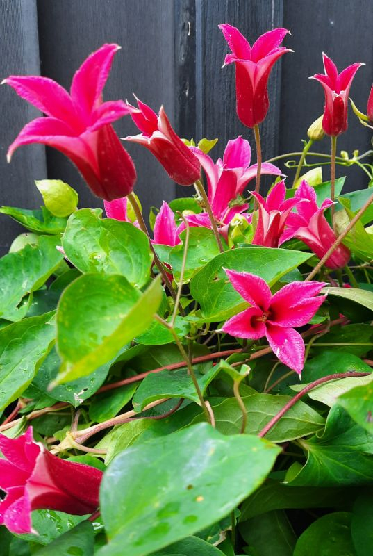 Clematis texensis Princess Diana