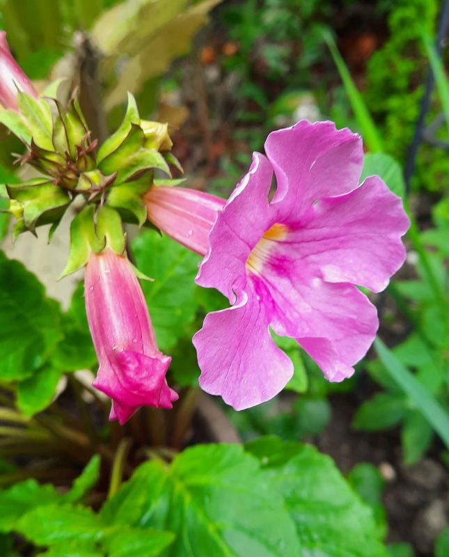 Incarvillea, erste Blüte