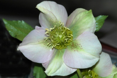 Helleborus 2