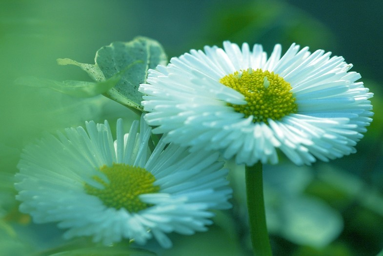Bellis 1