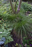 Carex morrowii var temnolepis1