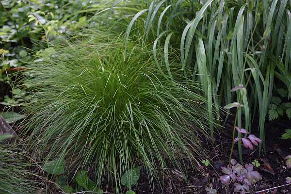 Carex morrowii var temnolepis2