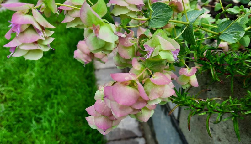 Origanum