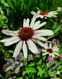 Echinacea Fountain Pink Edge