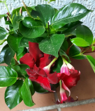 dunkelrote mandevilla
