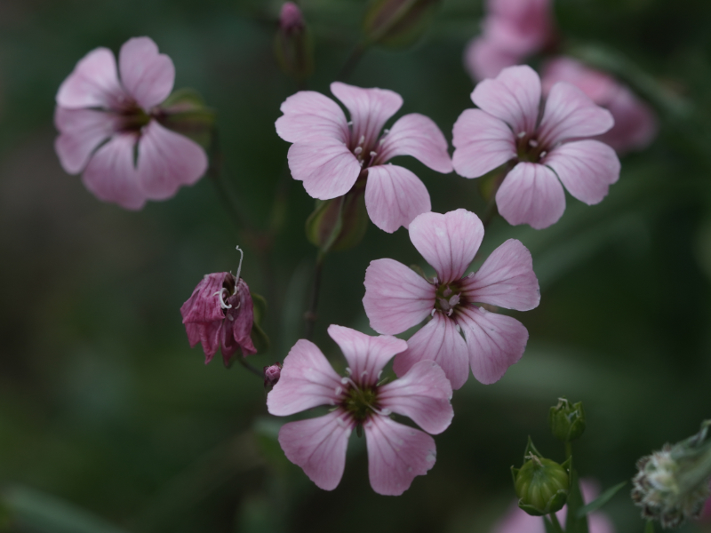 rosa_1