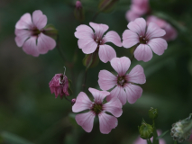 rosa_1