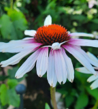 Echinacea mit weisser Spinne