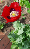 Der erste Mohn