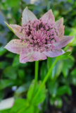 A. Maxima