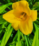 Hemerocallis klein