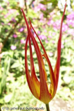 tulipa acuminata