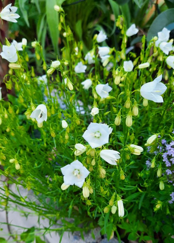 Zwergcampanula weiss