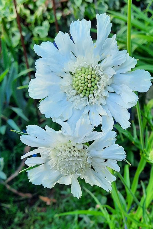 Scabiosa weiss