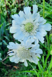 Scabiosa weiss