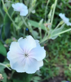 Lychnis 2-farbig