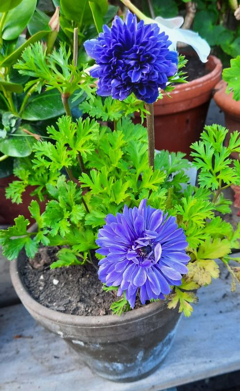 Anemone