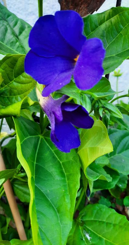 Blaue Thunbergie