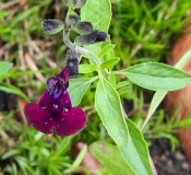 Salvia lamiac. Purpur