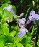 Salvia lamiac. lila