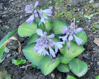 Hosta Mouse Ears