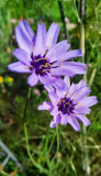 Kornblume?
