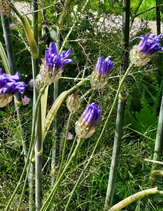 Kornblume? Zu
