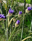 Kornblume? Zu