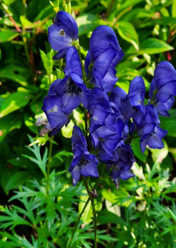 Eisenhut blau groß