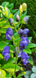 Eisenhut blau