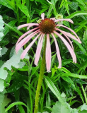 Echinacea pallida