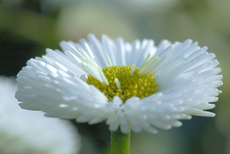 Bellis 2