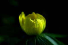 [galerie pid=15248]