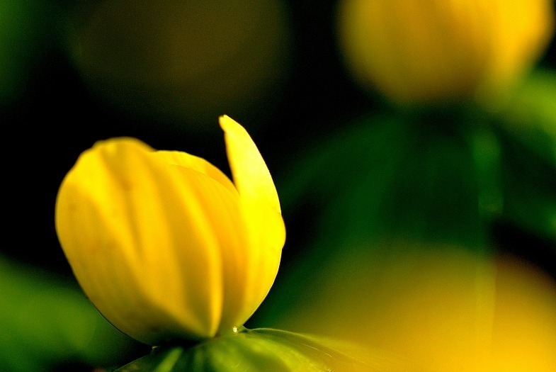 Eranthis 2