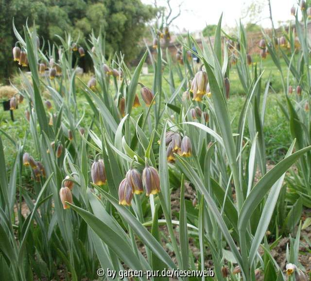 fritillaria uva vulpis ende april