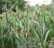 fritillaria uva vulpis ende april