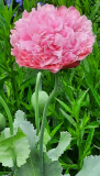 Mohn Rosa