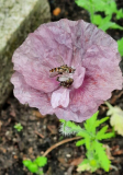 Papaver Amzing Grey