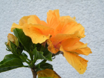 Hibiscus rosa-sinensis 'Mango Moon'
