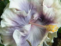 Hibiscus rosa-sinensis 'Tahitian Princess'